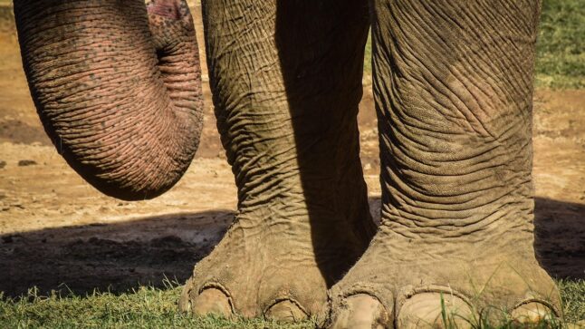 Al Bioparco di Roma gli animali si rinfrescano con ghiaccioli, piscine e nebulizzatori durante il caldo estivo.