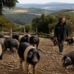 Suini Cinta Senese in un allevamento all'aperto in Toscana, con paesaggio rurale sullo sfondo.
