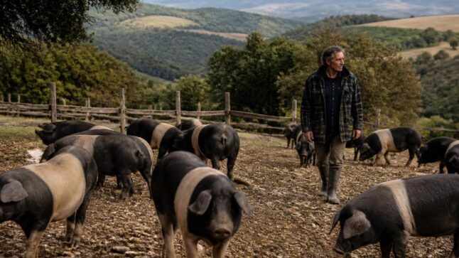 Suini Cinta Senese in un allevamento all'aperto in Toscana, con paesaggio rurale sullo sfondo.